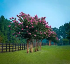 Pink Velour Crape Myrtle