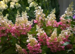 Pinky Winky® Hydrangea -The Tree Center pinky winky hydrangea 1 600x429 1