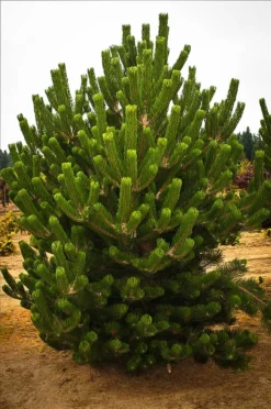 Oregon Green Austrian Pine