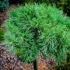Green Twist White Pine Tree