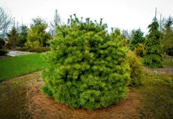 Dwarf White Pine
