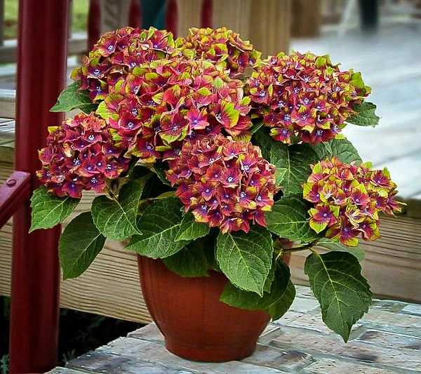 Pistachio Hydrangea 1 Pistachio Hydrangea