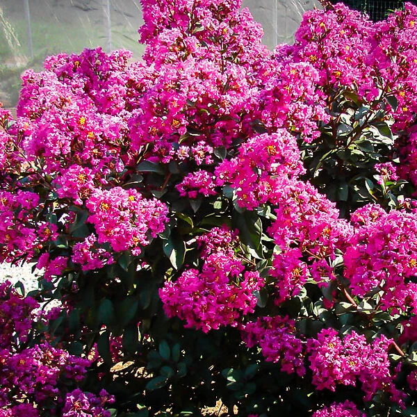 Plum Magic Crape Myrtle 1 Plum Magic Crape Myrtle