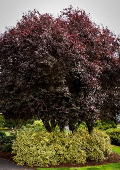Thundercloud Purple Leaf Plum Tree