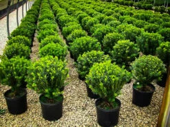 Prostrate Japanese Yew 5 Prostrate Japanese Yew -The Tree Center plum yew prostrata 1 600x450 1