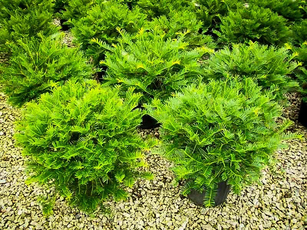 Prostrate Japanese Yew 1 Prostrate Japanese Yew