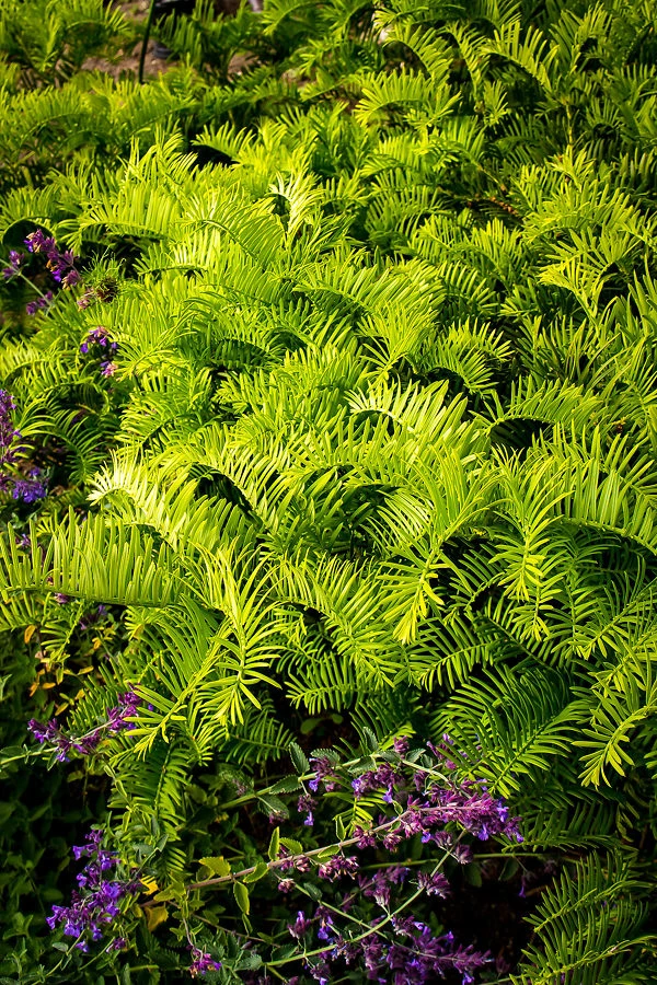 Prostrate Japanese Yew 2 Prostrate Japanese Yew - Image 2