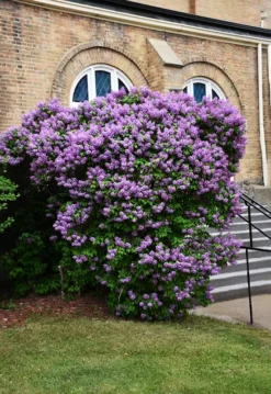 Pocahontas Canadian Lilac