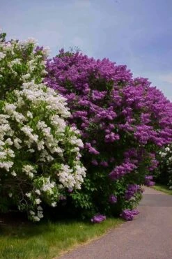 Pocahontas Canadian Lilac -The Tree Center pocahontas lilac 3 600x902 1