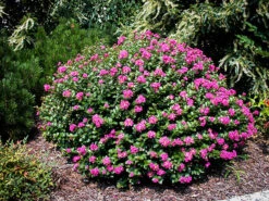 Pocomoke Crape Myrtle -The Tree Center pocomoke crape myrtle 11 600x450 1