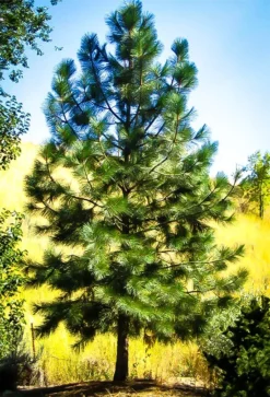 Ponderosa Pine