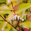 Prairie Fire Red Twig Dogwood