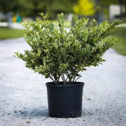 Jack Frost Privet -The Tree Center privet jack frost 1 600x600 1