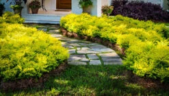 Sunshine® Privet -The Tree Center privet sunshine 3 600x340 1