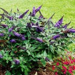 Pugster® Blue Butterfly Bush -The Tree Center pugster blue butterfly bush 2 600x600 1