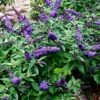 Pugster® Blue Butterfly Bush