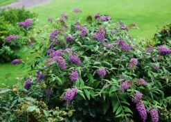 Lo & Behold® Purple Haze Butterfly Bush -The Tree Center purple haze butterfly bush 2 600x428 1