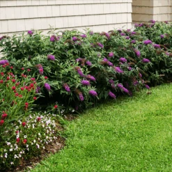Lo & Behold® Purple Haze Butterfly Bush