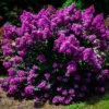 Purple Magic Crape Myrtle