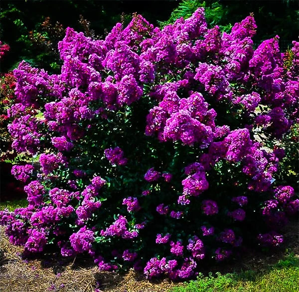 Purple Magic Crape Myrtle 1 Purple Magic Crape Myrtle