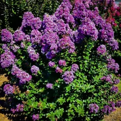 Purple Magic Crape Myrtle 5 Purple Magic Crape Myrtle -The Tree Center purple magic crape myrtle 2 jpg webp