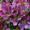 Purple Supreme Smoke Tree