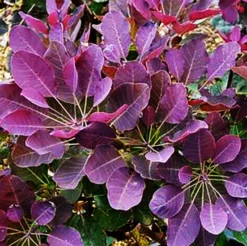 Purple Supreme Smoke Tree