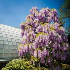 Purple Wisteria -The Tree Center purple wisteria 1 jpg webp