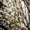 Pussy Willow Tree