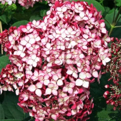 Invincibelle® Ruby Hydrangea -The Tree Center pw ruby invincibelle4 600x600 1