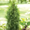 Spring Grove® Western Arborvitae