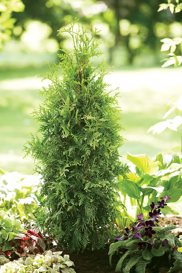 Spring Grove® Western Arborvitae 1 Spring Grove® Western Arborvitae