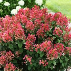 Quick Fire® Hydrangea -The Tree Center quick fire hydrangea 1 600x600 1