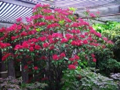 Raspberry Glow Mountain Laurel -The Tree Center raspberry glow kalmia 2 600x450 1
