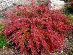 Red Carpet Barberry