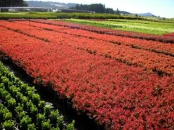 Red Carpet Barberry -The Tree Center red carpet barberry 3 600x450 1