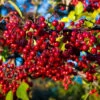 Aronia Red Chokeberry