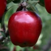 Red Delicious Apple Tree