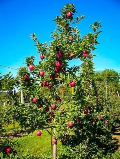 Red Delicious Apple Tree -The Tree Center red delicious apple tree 3 jpg webp