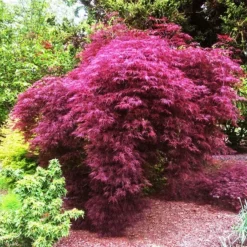 Red Filigree Lace Japanese Maple -The Tree Center red filigree lace japanese maple 2 e1644951906591 jpg webp