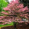 Flowering Red Dogwood Tree