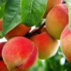 Red Haven Peach Tree
