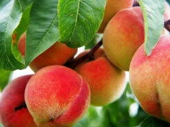 Red Haven Peach Tree