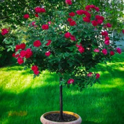 Red Double Knock Out® Rose - Tree Form -The Tree Center red knockout rose tree 1 600x600 1