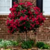 Red Double Knock Out® Rose - Tree Form