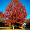 Red Oak Tree