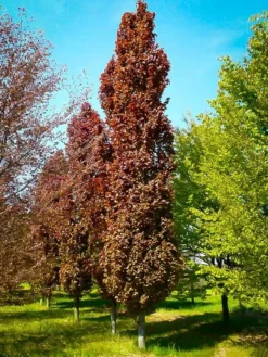 Red Obelisk European Beech