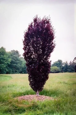Red Obelisk European Beech 5 Red Obelisk European Beech -The Tree Center red obelisk 3 jpg webp