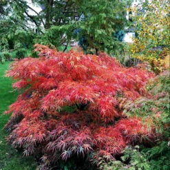 Red Pygmy Japanese Maple -The Tree Center red pygmy jap map 1 600x600 1