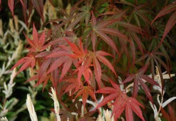 Red Pygmy Japanese Maple